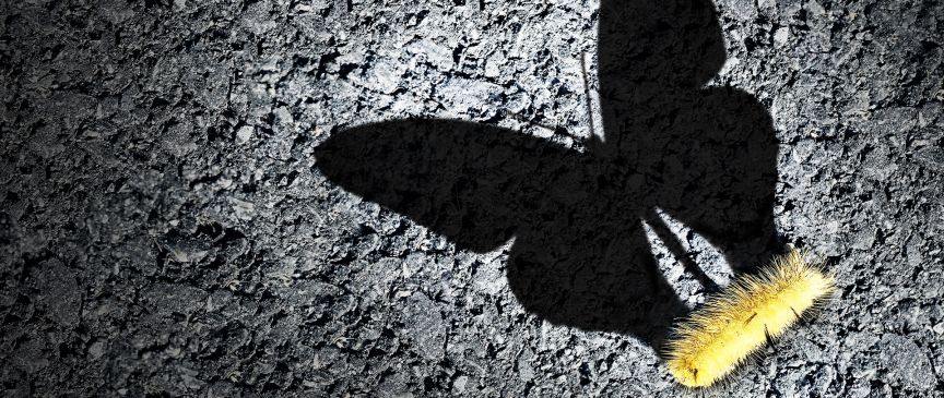 Schatten einer Raupe zeigt einen Schmetterling.