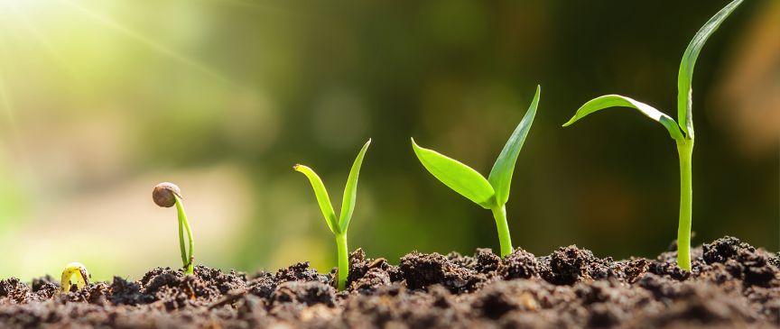 Eine Pflanze in der Erde in fünf verschiedenen Wachstumsschritten.