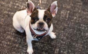 Kleine französische Bulldogge mit weißem Fell und braunen Flecken, sitzt auf grauem Teppich, trägt rotes Halsband.