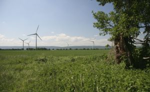 Wiese am Kronsberg mit Blick auf Windrädern in der Ferne.