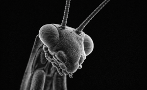 „Rasterelektronenmikroskopische Aufnahme eines Insektenkopfes mit Facettenaugen und Antennen, Schwarzweiß."