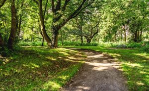Ein unbefestigter Weg führt durch einen sommerlichen Laubwald mit grünem Gras und Licht-Schatten-Spielen.