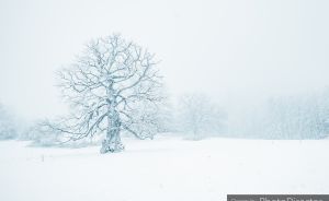 Winterlandschaft by Nele Schmidtko