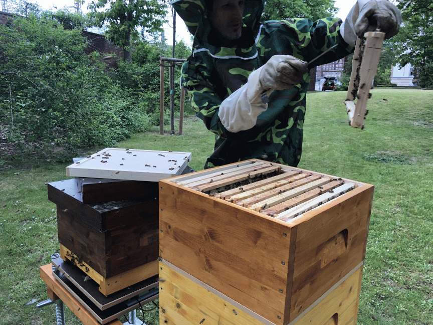 Imker am Bienenstock mit vernetzten Bienen