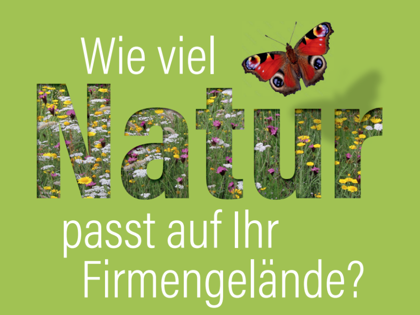Wie viel Natur passt auf Ihr Firmengelände? Mit Blumenwiese und Schmetterling.