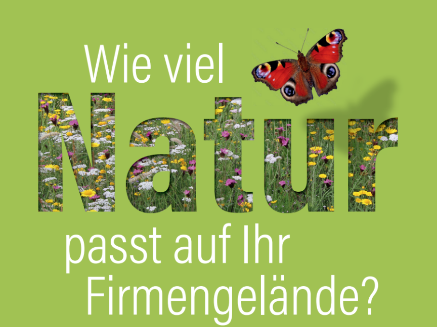Wie viel Natur passt auf Ihr Firmengelände? Mit Blumenwiese und Schmetterling.