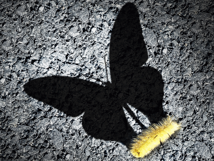 Schatten einer Raupe zeigt einen Schmetterling.