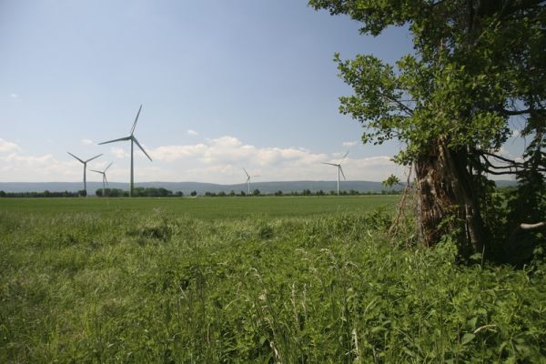 Wiese am Kronsberg mit Blick auf Windrädern in der Ferne.