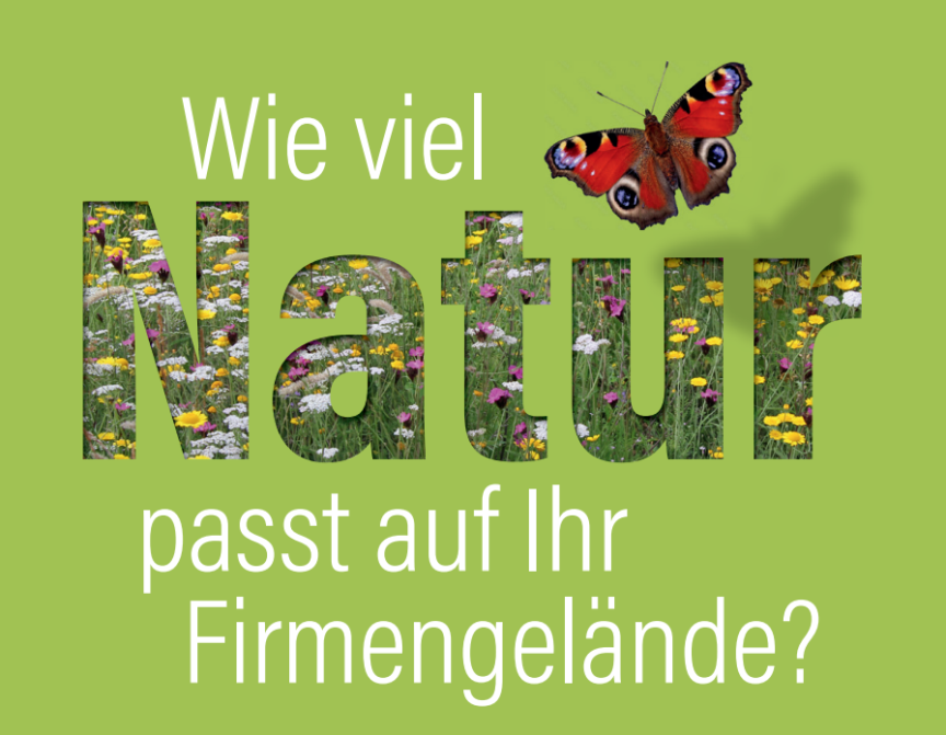 Wie viel Natur passt auf Ihr Firmengelände? Mit Blumenwiese und Schmetterling.