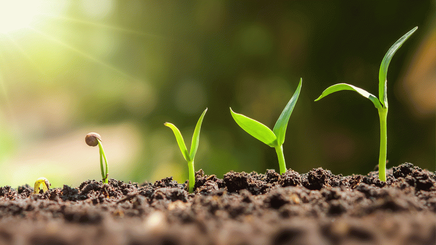 Eine Pflanze in der Erde in fünf verschiedenen Wachstumsschritten.