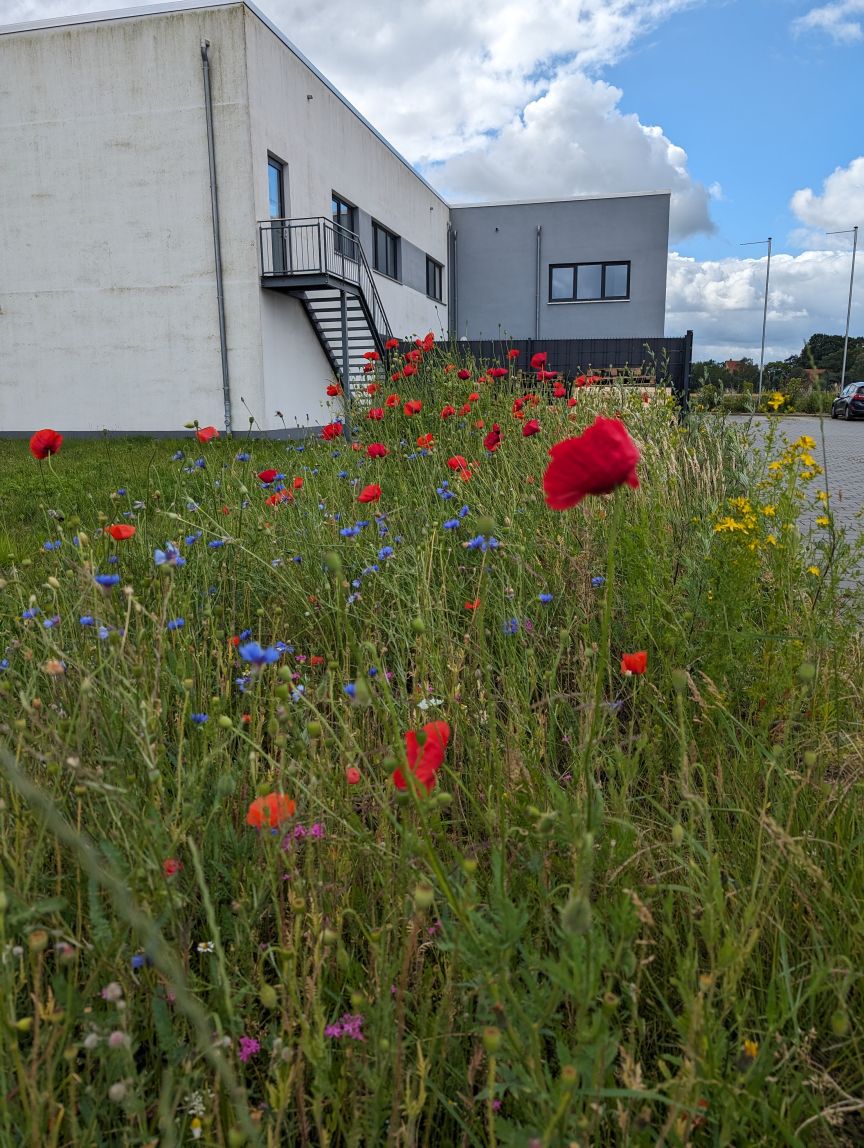 Wildblumenwiese mit roten Mohnblumen und blauen Kornblumen vor einem modernen weißen Gebäude mit Außentreppe.