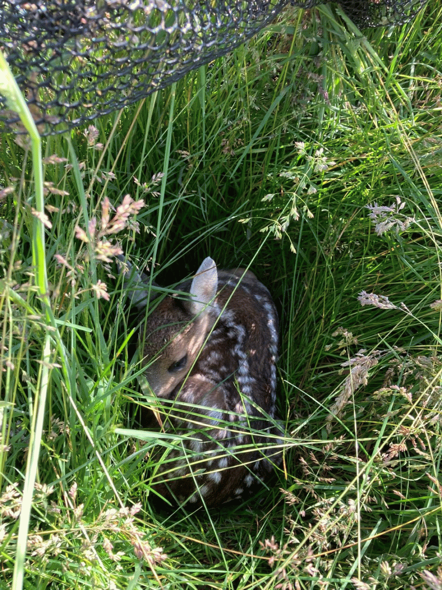 Ein junges Reh (Kitz) mit weißen Flecken liegt zusammengerollt im hohen grünen Gras.